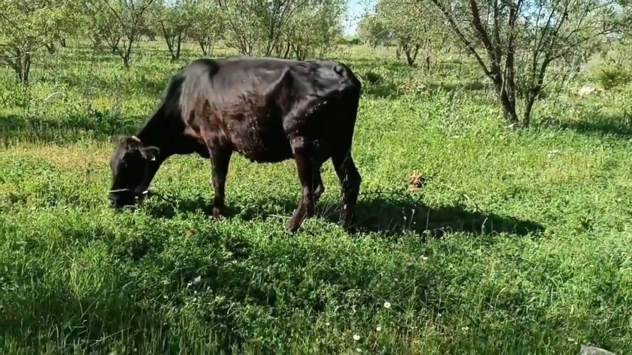 فيرما. همزززا. 26, مليون. بها زيتون لوز  مسيجة هكتار ونصف طريق ضوء ماء كولشي قريب صالحة البناء
