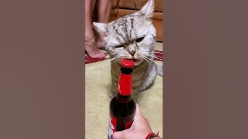 “This Clever Cat Will Amaze You! 😻🧠”