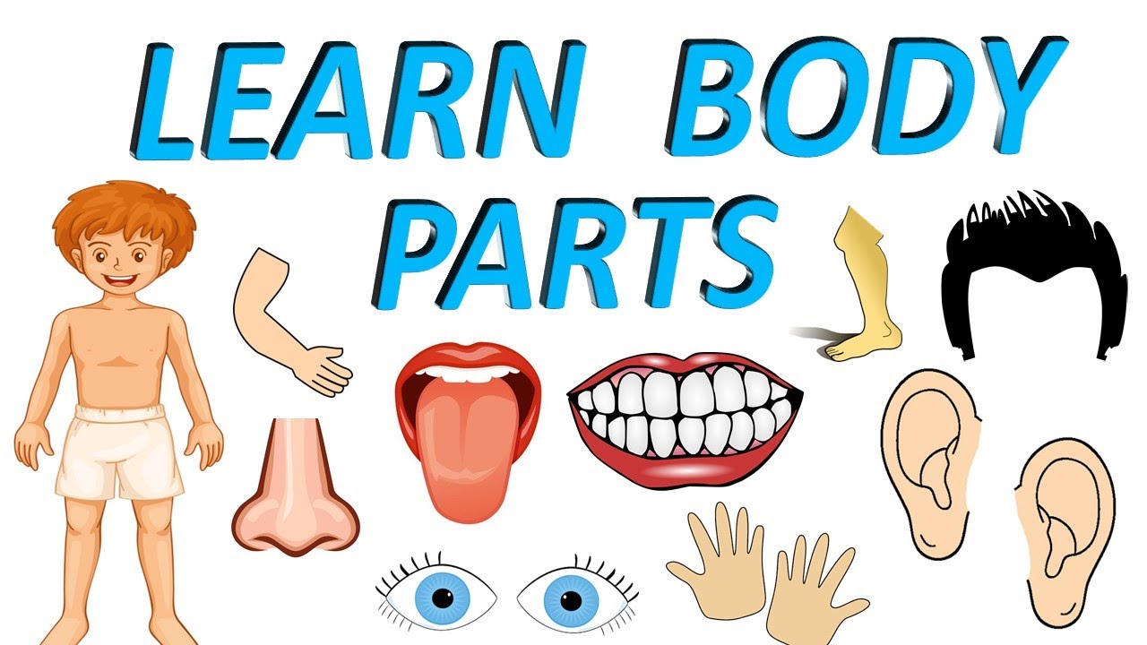 Body Parts for Kids | Parts Of The Human Body | Human Body Parts for