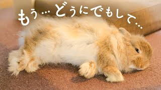 ウサギ撫で師の本気で骨抜きにされるうさぎNo.272