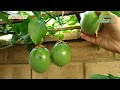 百香果活更久結果更多的方法  Passion fruit trees produce more fruits & live longer