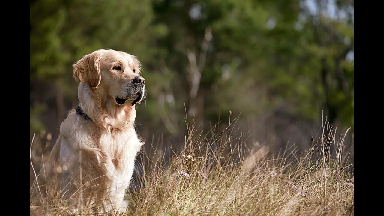 A Dog Grunting and Panting YouTube