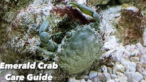 Emerald Crab Care Guide - Bubble Algae Eating Specialist - Nano Reef Tank Invert Clean Up Crew