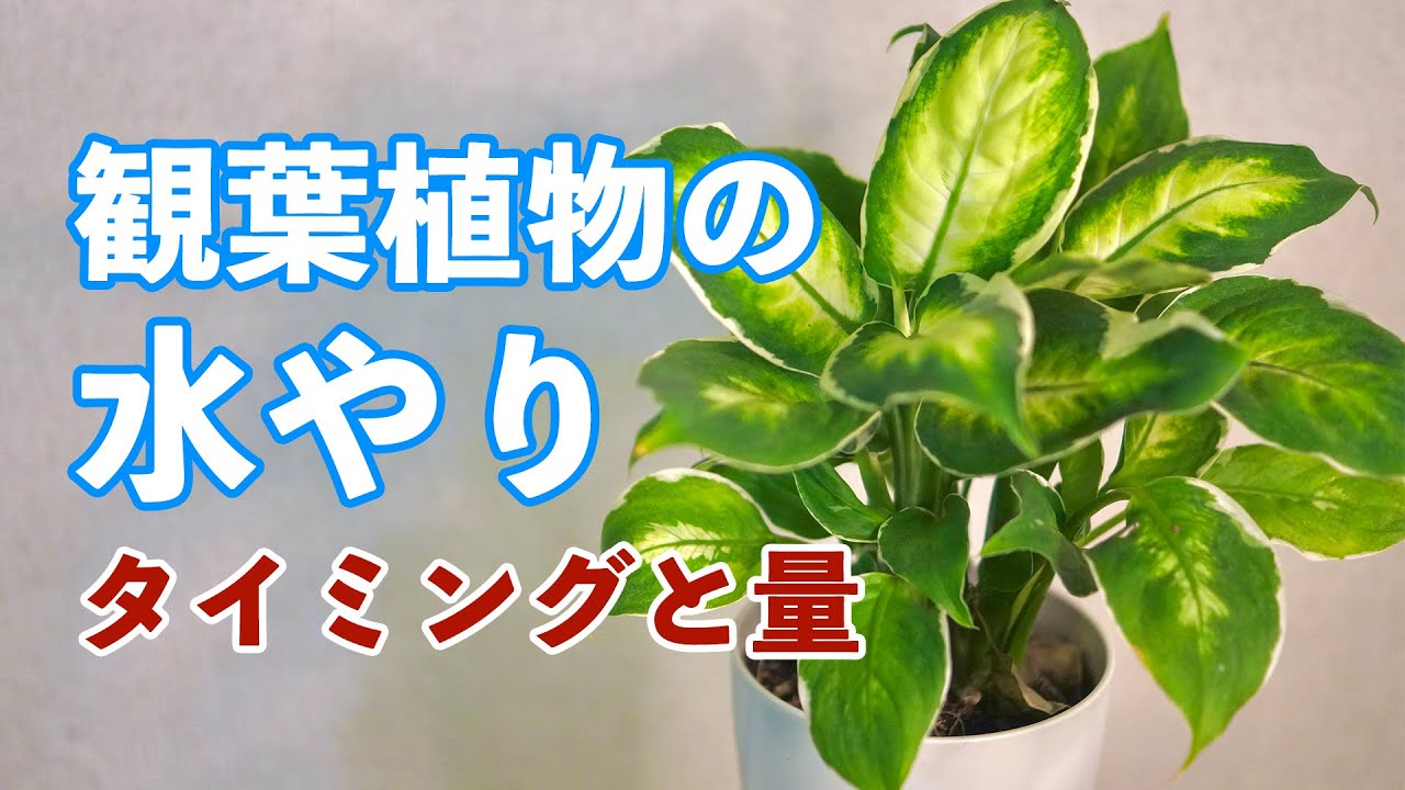 観葉植物の水やり方法 現役のお花屋さんが解説 Youtube