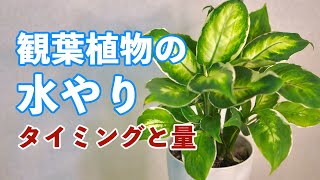 【お花屋さんが解説】観葉植物の水やりっていつやればいいの？？