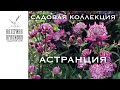 Садовая коллекция. Астранция