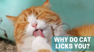 What Does It Mean When a Cat Licks You?