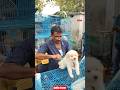 Pet Market Kolkata 😍/lowest price puppy dog/Gallif Street dogs #shorts #viral #dog #dogs #doglover