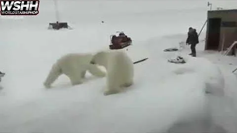 Guy fights off 2 polar bears with a stick