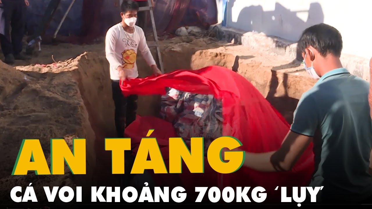 Người dân Lý Sơn an táng cá voi khoảng 700kg 'lụy' vào... - youtube