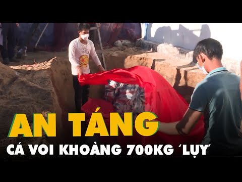Video Người dân Lý Sơn an táng cá voi khoảng 700kg 'lụy' vào... - youtube