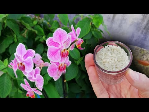 Video: ¿Qué fertilizante se necesita para las orquídeas?