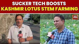 Kashmir's Lotus Stem Revolution: New Sucker Technology Boosts Farmers' Profits | India Today