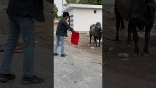 Do bulls get angry by RED color?🤔 #shorts