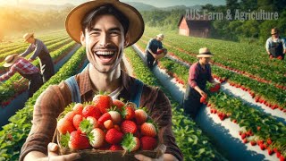 How Farm Workers Grow And Pick Billions Of Strawberries In California | AUS Farm