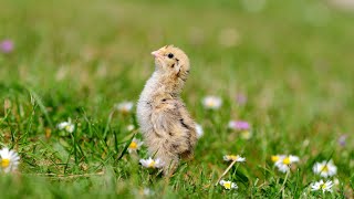 Cute and Playful Quail Chicks with Happy Music - 1 Hour of Adorable Fun!