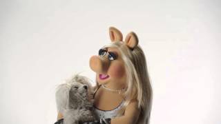 Miss Piggy's Top 5 Greatest Loves - The Muppets