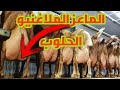 دخلوا تعرفوا الماعز الملاغنيو شحال تنتج من لتر تاع الحليب في سنة تبارك الله 