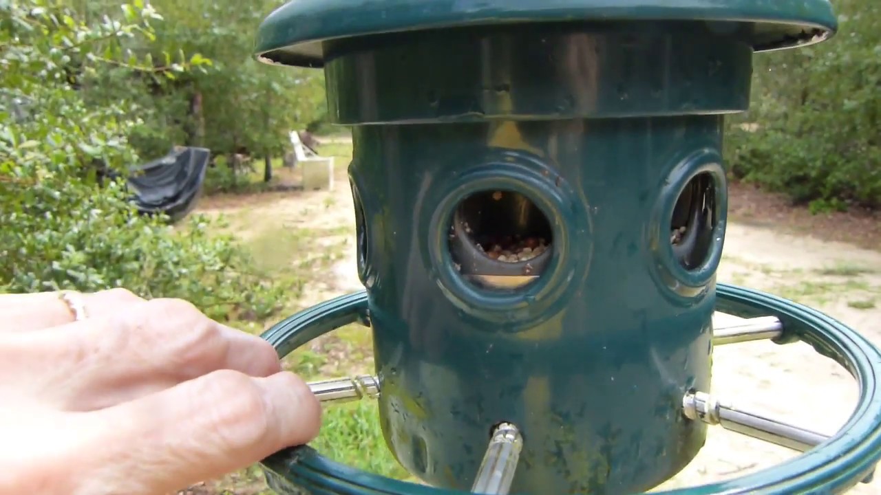 Best Bird Feeder on the Market YouTube