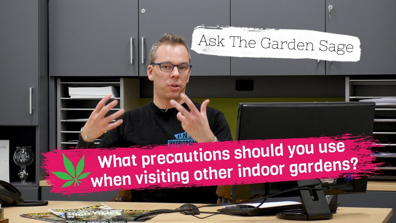 How to get more trichome production on cannabis plants?