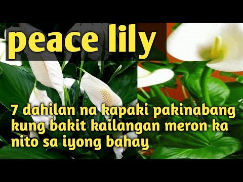 Video: Mga Sakit Sa Spathiphyllum: Kung Paano Makitungo Sa Mga Ito At Kung Paano Gamutin Ang Isang Bulaklak? Paano Kung Ang Mga Dahon Ng 