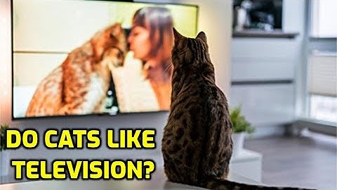 Why does my cat paw at the TV screen?