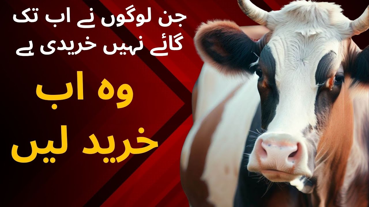 Final Review  Price of Cows | Cow mandi Prices | Cow Mandi Rate | Cow Mandi Rate 2023 | Mandi Cow |
