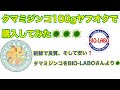 【メダカ】【ミジンコ】タマミジンコ100gをヤフオクで購入してみた！