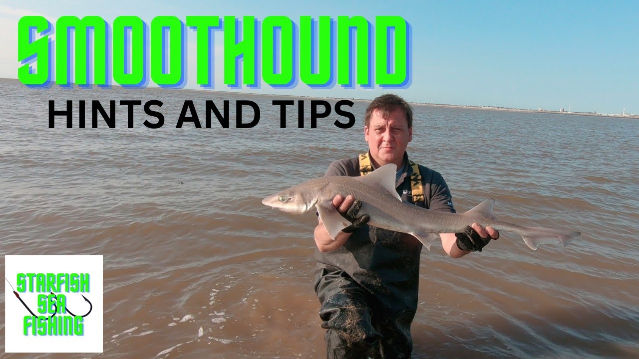 Smooth hound - sea fishing uk. 