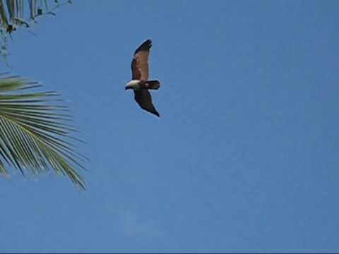 Brahminy Kite as garuda