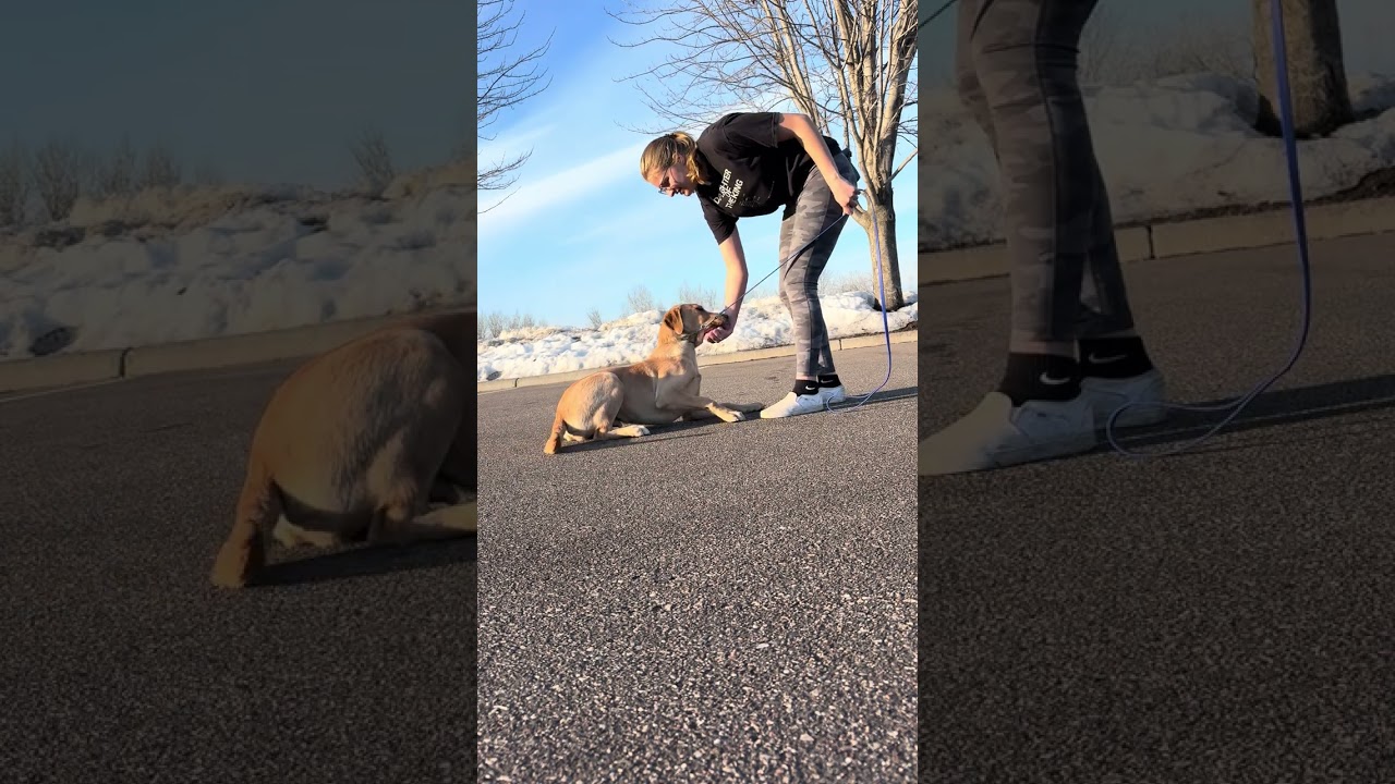 Forrest stays and basic OB