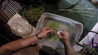 TRIMMING HARVESTED CANNABIS PLANTS