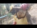 honey harvesting