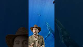 This Whale Sings Alone 😨