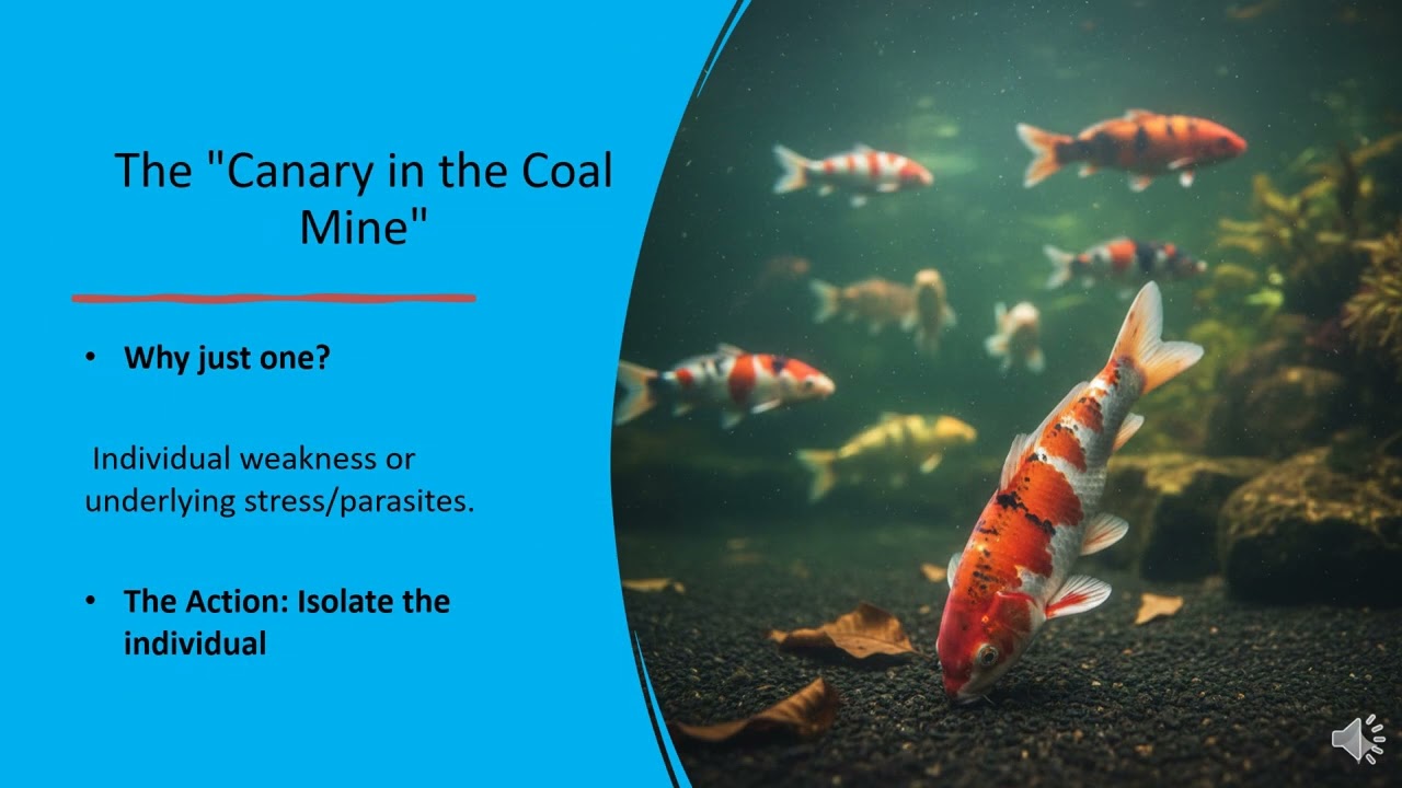 How to Save a Cold Shocked Koi: Step-by-Step Emergency Recovery