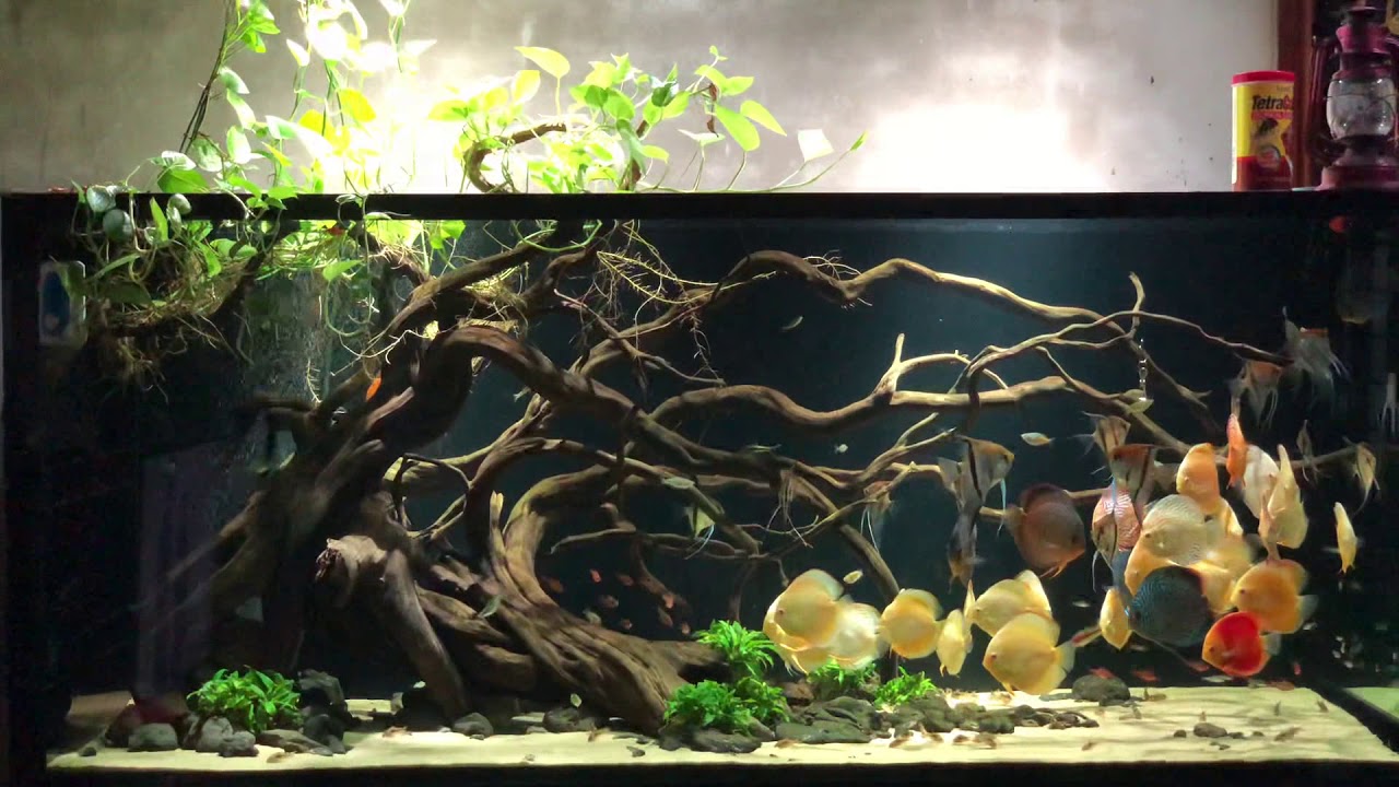 Bể cá dĩa biotop