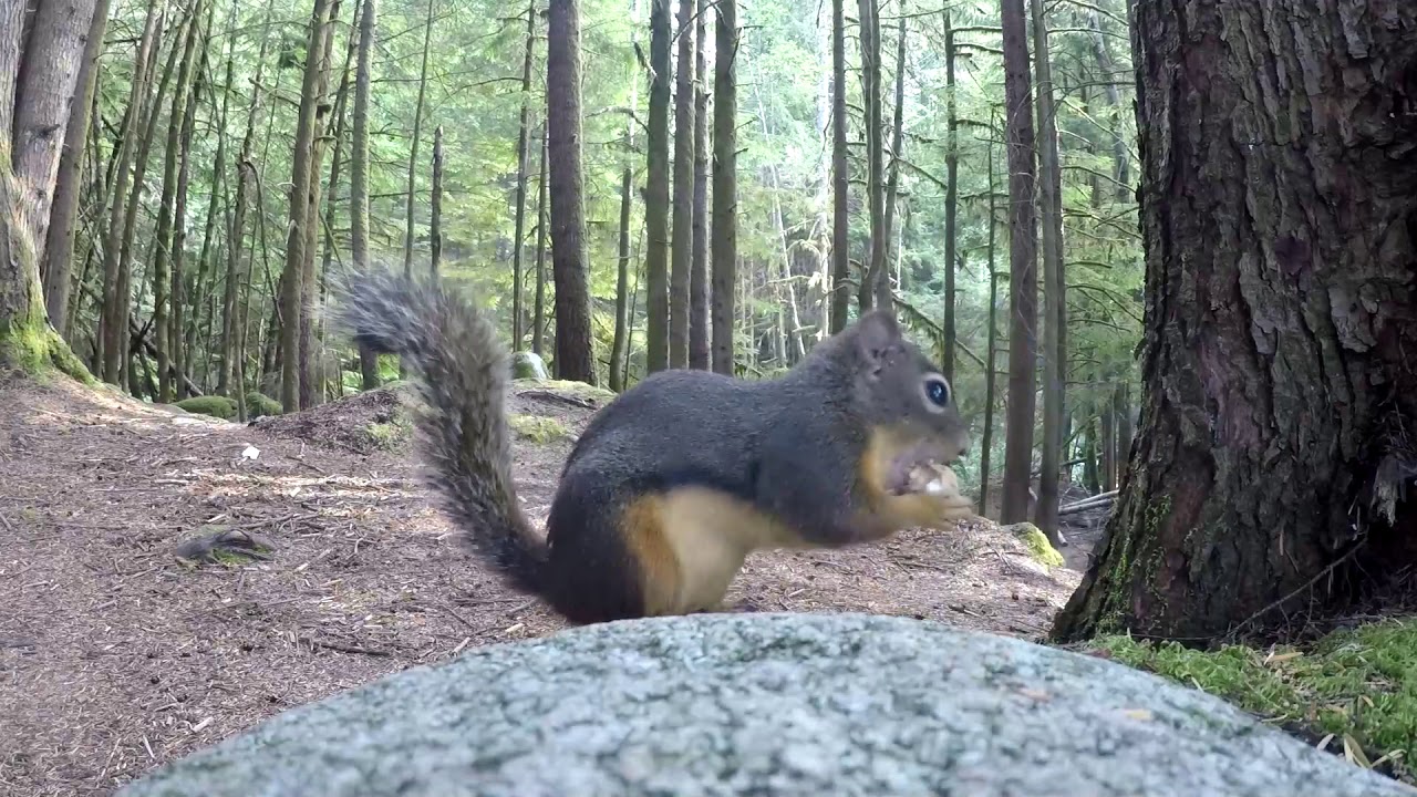 bizarrebyke (Slugabed - Very Serious Puzzle)