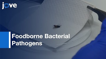 Foodborne Bacterial Pathogens Detection from Filth Flies | Protocol Preview