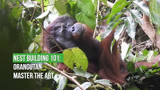 Orangutan Nest Building 101