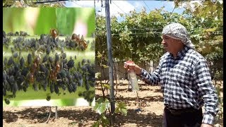 القضاء على المن بشجرة العنب  .Ants herding aphids on a grapevine