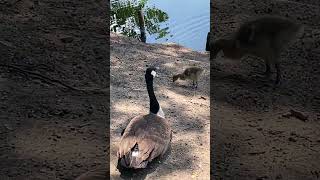 #wildente #wildgänse #wildenatur #wildbirds #goose #ruhe #duck #schwan
