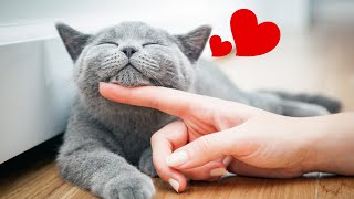 8 Ways To GUARANTEE Your Cats Happiness (I SHOULD'VE KNOWN THIS SOONER)