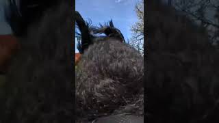 More Horse Greetings