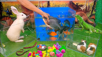 Bắt cá cảnh dễ thương, cá koi, cá rồng, bọ ú, rùa bảy màu, con kì nhông xanh