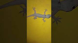 lizard video #big lizard #chhipkali video #gecko video #big lizard video #big chhipkali video#lizard