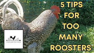 5 Tips For Too Many Roosters