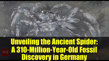 Unveiling the Ancient Spider: A 310-Million-Year-Old Fossil Discovery in Germany