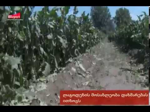 ლაგოდეხის მოსახლეობა დახმარებას ითხოვს