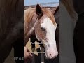 💔 Poor guy… #horse #savetheanimals #animals #horserescue #horses #rescueme #saveanimals
