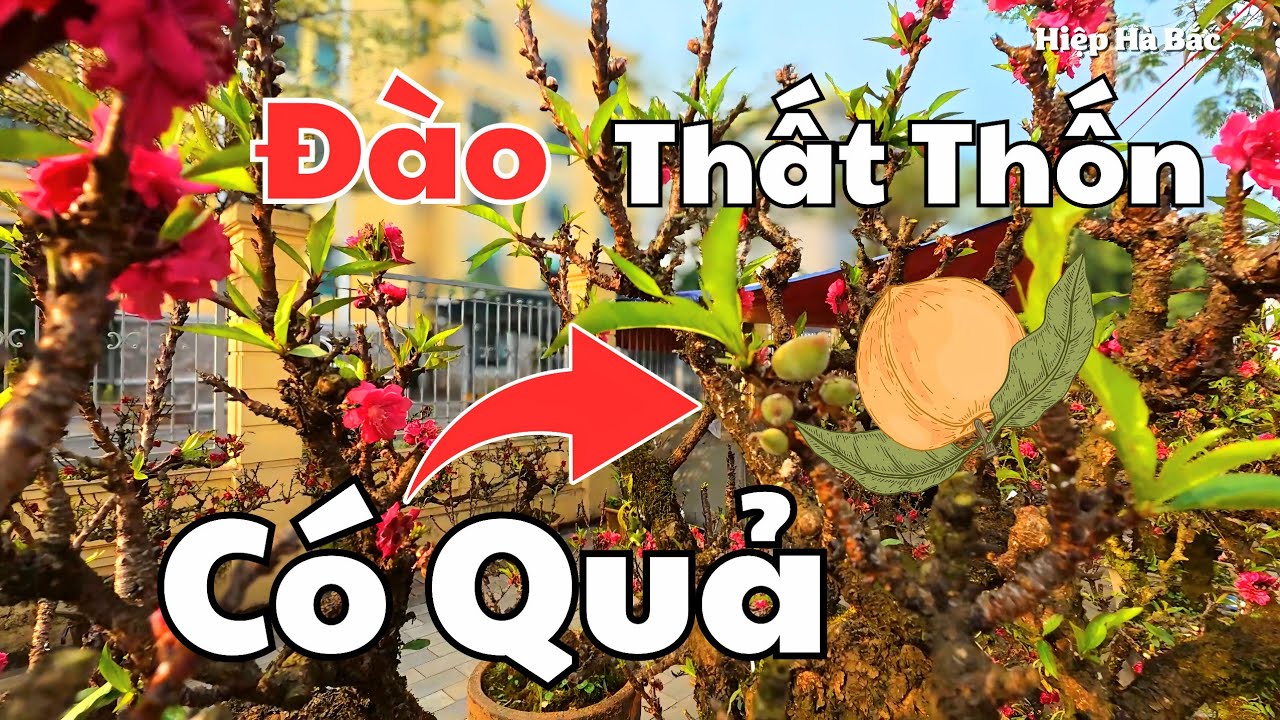 Đẹp mê hồn | Đào Đại Thụ, Đào Thất Thốn Khủng, Nhất Chi Mai Hà Nội